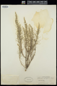 Artemisia filifolia image