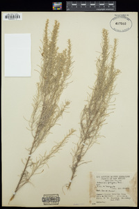 Artemisia filifolia image