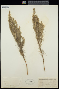 Artemisia filifolia image