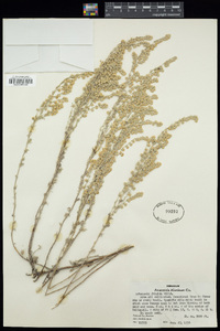 Artemisia frigida image