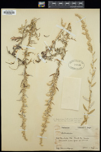 Artemisia ludoviciana subsp. albula image