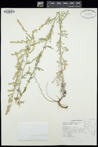 Artemisia ludoviciana subsp. incompta image