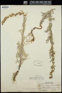 Artemisia ludoviciana image