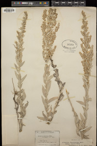 Artemisia ludoviciana subsp. ludoviciana image