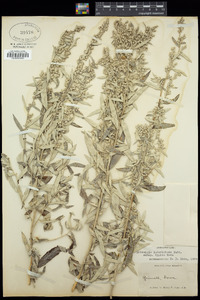 Artemisia ludoviciana image