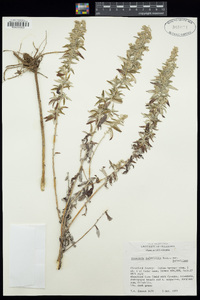 Artemisia ludoviciana subsp. ludoviciana image