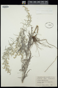 Artemisia ludoviciana image