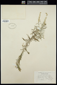 Artemisia ludoviciana image