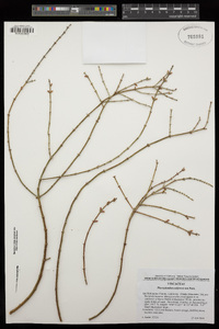 Phoradendron californicum image