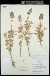 Salvia dorrii var. dorrii image