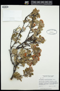 Osteomeles anthyllidifolia image