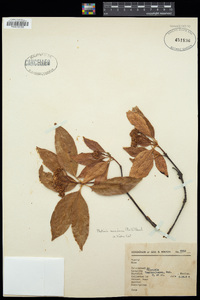 Photinia mexicana image