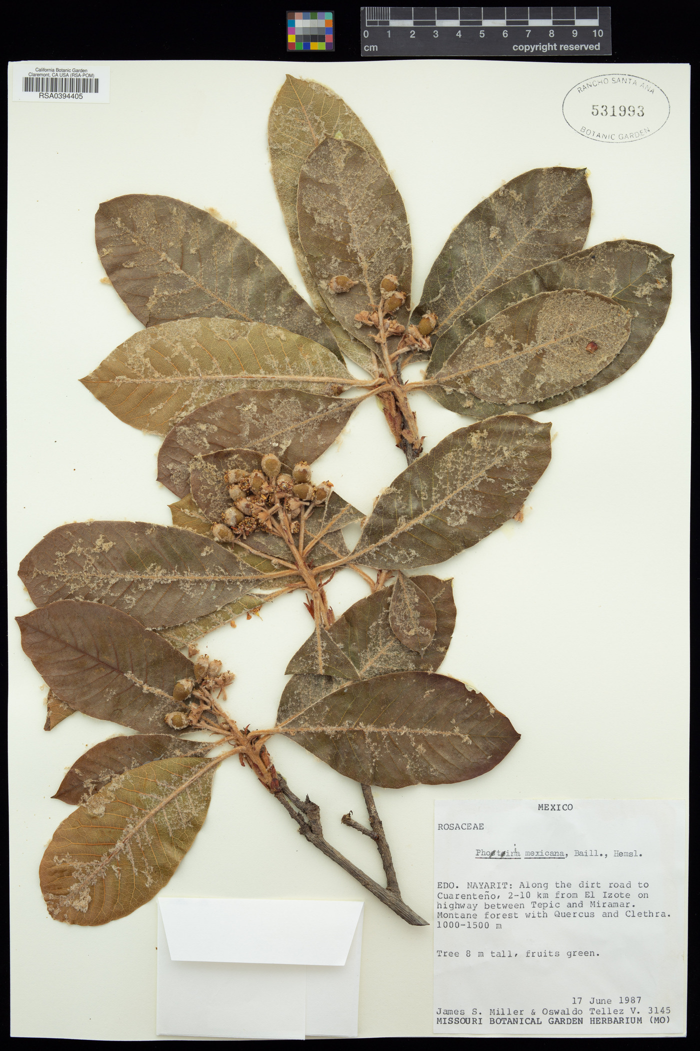 Photinia mexicana image