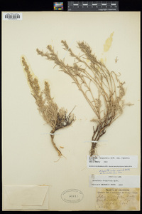 Artemisia tripartita image