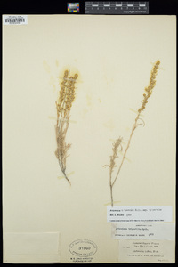 Artemisia tripartita subsp. tripartita image