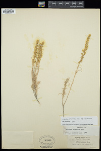 Artemisia tripartita image