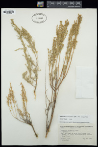 Artemisia tripartita image