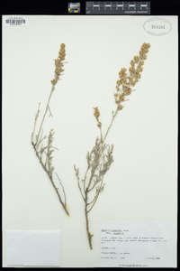 Artemisia tripartita subsp. tripartita image