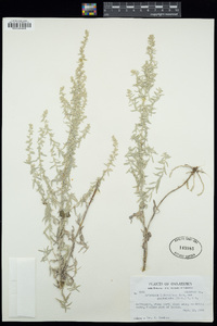 Artemisia ludoviciana subsp. ludoviciana image