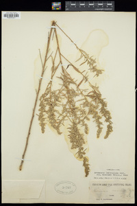 Artemisia ludoviciana subsp. mexicana image