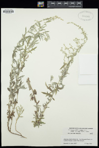 Artemisia ludoviciana subsp. sulcata image