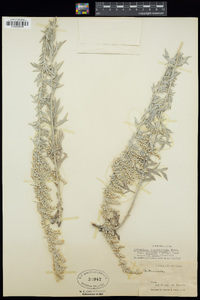 Artemisia ludoviciana image