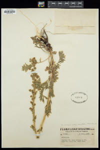 Artemisia norvegica subsp. saxatilis image