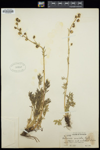 Artemisia saxicola image