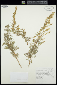 Artemisia packardiae image