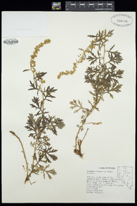 Artemisia packardiae image