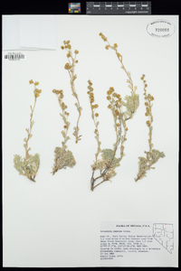 Artemisia papposa image