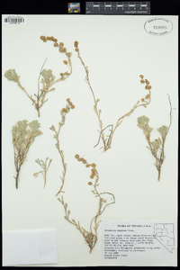 Artemisia papposa image