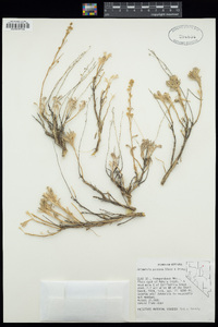 Artemisia papposa image