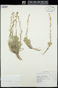 Artemisia papposa image