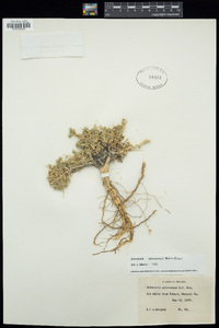 Artemisia spinescens image