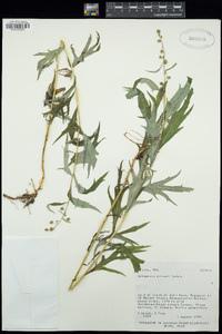 Artemisia tilesii image