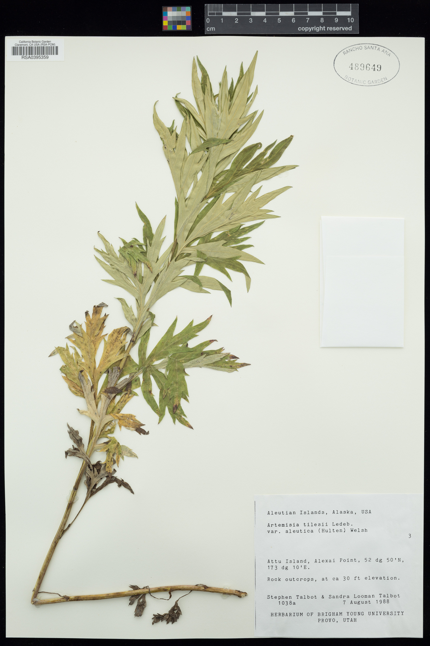 Artemisia tilesii var. aleutica image