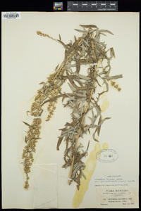 Artemisia tilesii subsp. unalaschcensis image