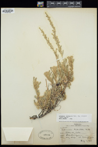 Artemisia tridentata subsp. vaseyana image