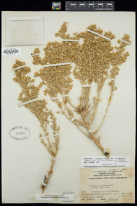 Artemisia tridentata image