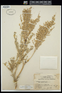 Artemisia tridentata image