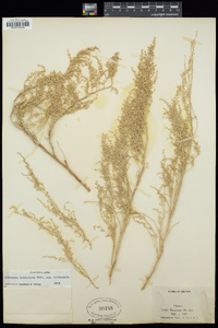 Artemisia tridentata image