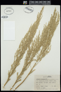 Artemisia tridentata image