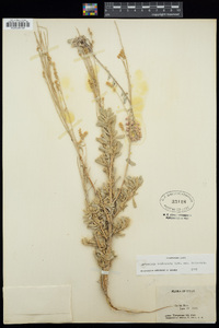 Artemisia tridentata image