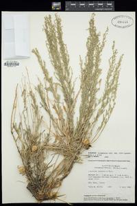 Artemisia tridentata image