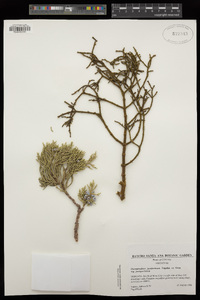 Phoradendron juniperinum subsp. juniperinum image