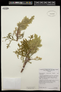 Phoradendron juniperinum subsp. juniperinum image