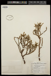 Phoradendron juniperinum image