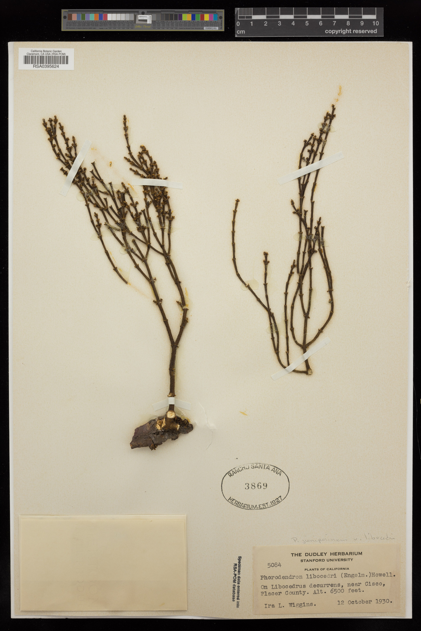 Phoradendron libocedri image