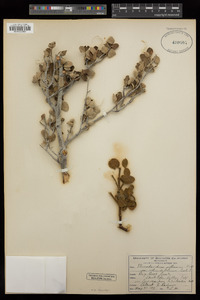 Phoradendron leucarpum subsp. tomentosum image